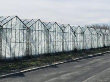 Отглеждат зеленчуци на 10 дка открити площи и оранжерии в Пловдив
