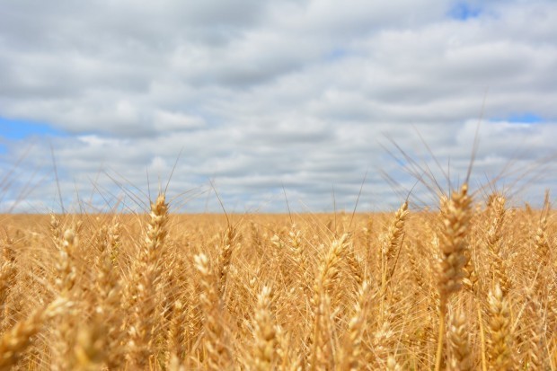 Зърнопроизводителите от 7 държави искат контрол над украинското зърно