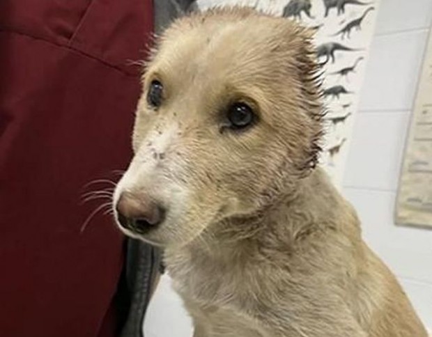 Кученце на няколко месеца е намерено в безпомощно състояние и с отрязани уши   Получихме снимки на почти
