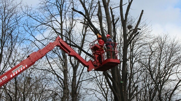 Планова резитба на дървета затваря за дни улица в Добрич