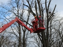 Планова резитба на дървета затваря за дни улица в Добрич