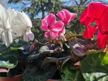 Рози, циклами, орхидеи подаряват на бургазлийки за 8 март