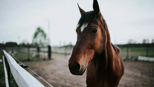 Откраднаха коня на Кадиров от Чехия