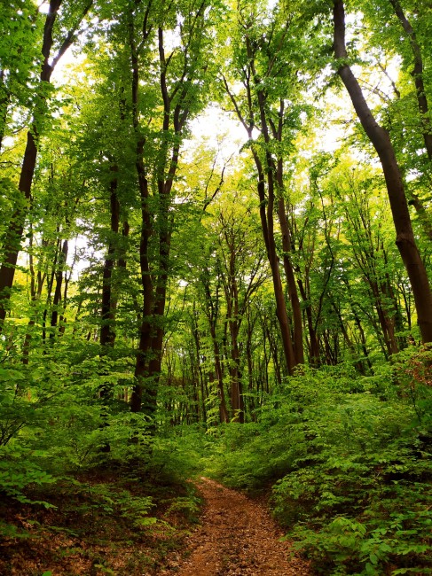 Над 2 300 дка са новите гори в Централна Северна България