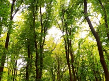 Над 2 300 дка са новите гори в Централна Северна България