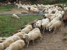 Животновъди, вижте новите правила за обвързано подпомагане за Кампания 2023