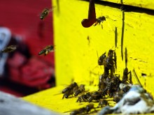 Директни и индиректни възможности за подпомагане на пчеларите