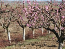 Внимавайте с екосхемата за поддържане на трайните насаждения