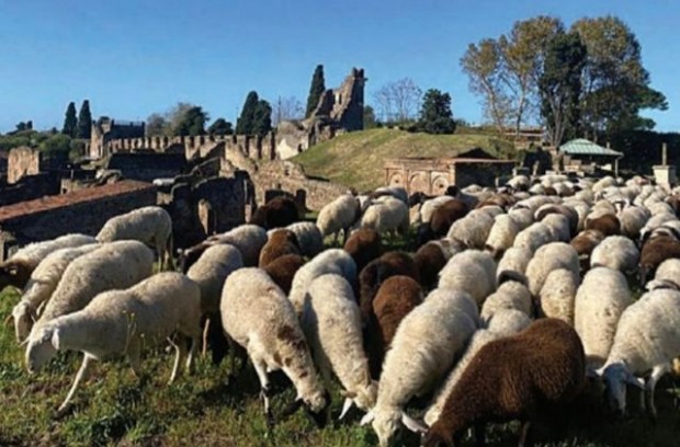 Стадо овце спасява руините на древния римски град Помпей унищожен от