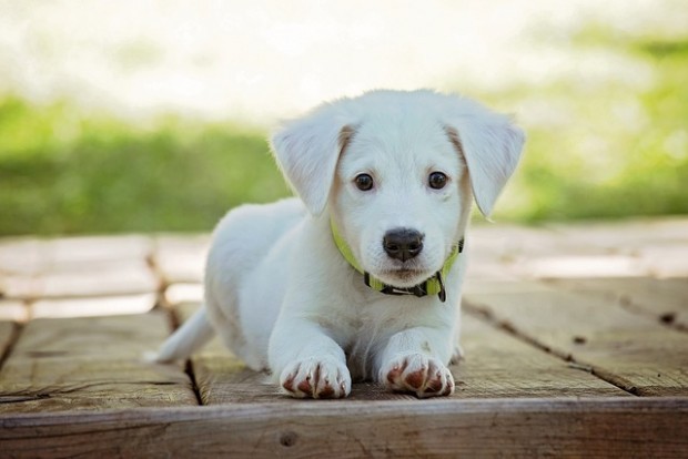Собственици на кучета във Велико Търново масово не знаят, че трябва да ги регистрират