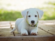 Собственици на кучета във Велико Търново масово не знаят, че трябва да ги регистрират