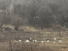 Глутница кучета скита в района на бившата Ботаническа градина в Пловдив