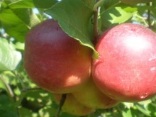Правят по-устойчива българската ябълка