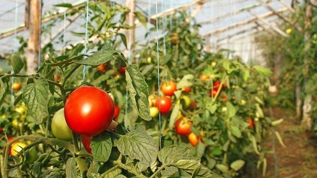 Оранжериите в Кресна вече имат първата реколта домати и краставици