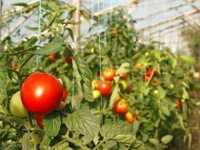 Каква ще е цената на доматите от първата реколта?