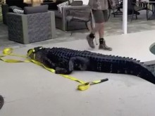 Американка намери 180-килограмов крокодил в басейна си