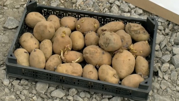 Засадиха картофи в дупките по "Рогошко шосе"