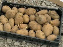 Засадиха картофи в дупките по "Рогошко шосе"