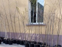 Черешови дръвчета бяха откраднати в Бургаско