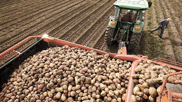 Най малко осем души загинаха в Индия  затрупани от картофи Кореноплодните се стоварили върху