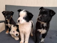 133 кучета са осиновени от приютите на ОП "Екоравновесие" през първите два месеца на тази година