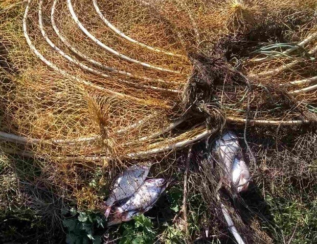 ИАРА конфускува пълни с риба бракониерски мрежи, нарязаха ги и върнаха улова в Дунав