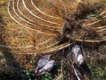 ИАРА конфускува пълни с риба бракониерски мрежи, нарязаха ги и върнаха улова в Дунав