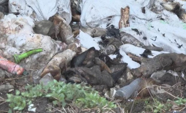 Незаконно сметище от умрели животни вдигна на крак институциите То