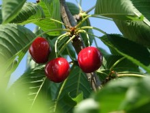 Над 12 хил. плодни, медоносни и горски дръвчета подаряват в Добрич