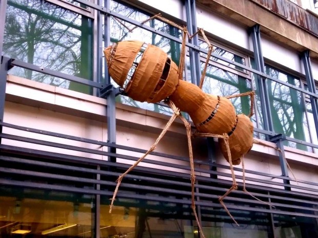 TD Гигантска мравка се катери по галерия Капана съобщи пловдивчанин в