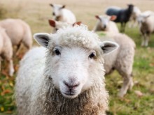 Овцевъди пред фалит заради нови държавни изисквания