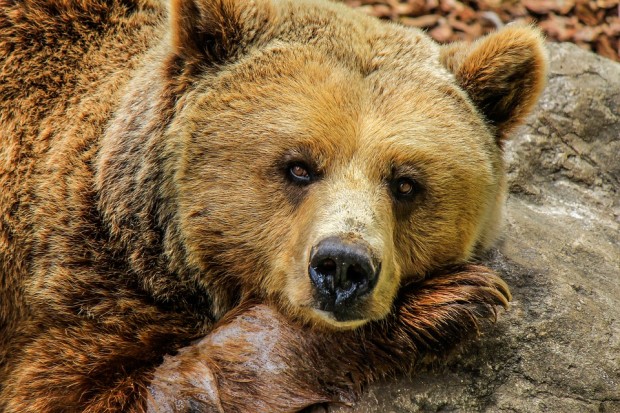 Искат отстрел на мечки заради нападения над домашни животни