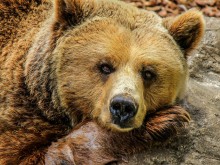 Искат отстрел на мечки заради нападения над домашни животни