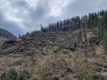 Активно се работи по усвояване на пострадалата дървесина от ветровал на територията на ЮЦДП
