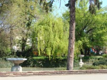 Обработват дърветата и храстите срещу вредители