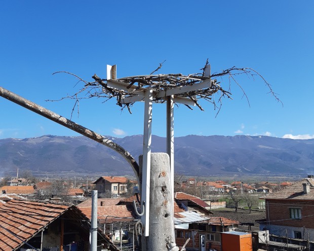 Обезопасиха близо 160 щъркелови гнезда в Пловдивско
