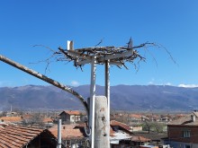Обезопасиха близо 160 щъркелови гнезда в Пловдивско
