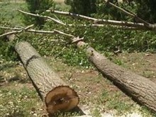 Топола уби 40-годишен дървосекач от Пазарджик