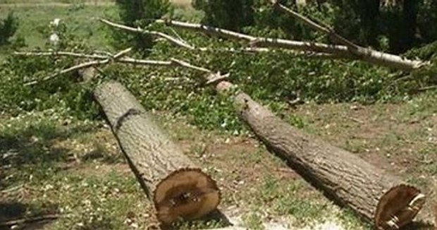 40 годишен дървосекач от Пазарджик почина след като е бил затиснат от голяма