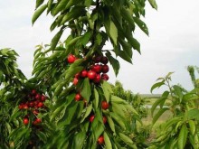 Масово производители от Пловдивско изоставят овощните си градини