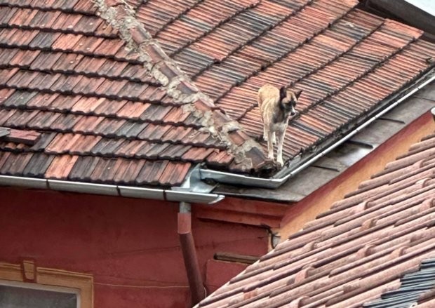 Куче се разхожда по покривите в центъра на София.От кадрите се