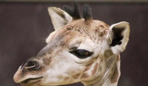 Жирафче от редкия вид Ротшилд се роди в белгийски зоопарк в сряда