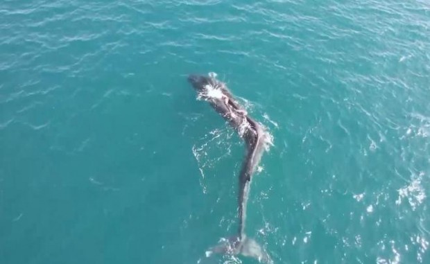 Заснеха 40-тонен кит със сколиоза край бреговете на Валенсия. Кадрите
