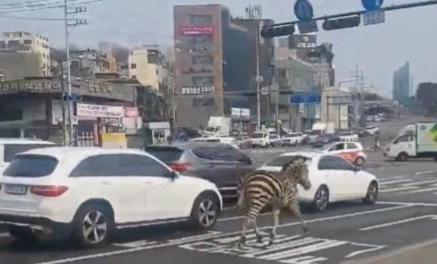 Зебра избяга от зоологическа градина в южнокорейската столица Сеул в