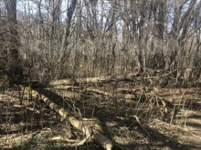 Столичани сигнализират за паднали и опасни дървета в "Ловен парк" 