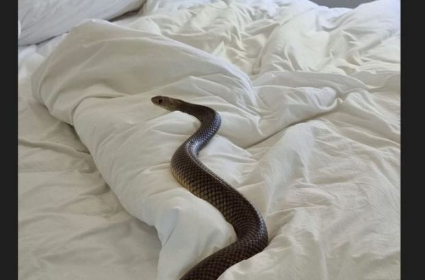 Жена от Австралия намери една от най отровните змии в