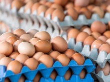 БАБХ: Украинските яйца са безопасни