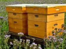 Благодарение на евросредствата машините навлизат и в българското пчеларство