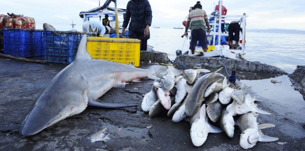 Три български кораба са заловени във водите на Румъния с десетки тонове незаконно уловени акули и калкан