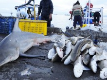 Три български кораба са заловени във водите на Румъния с десетки тонове незаконно уловени акули и калкан